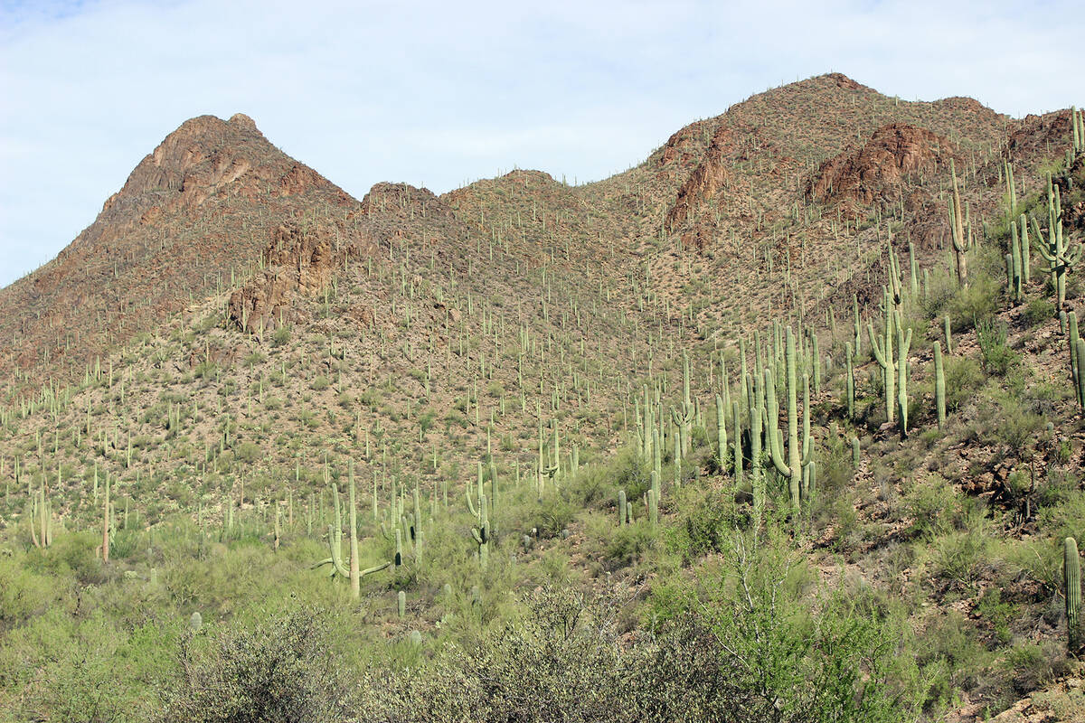 Cactus Scene w/ Coyote - Arizona Gifts