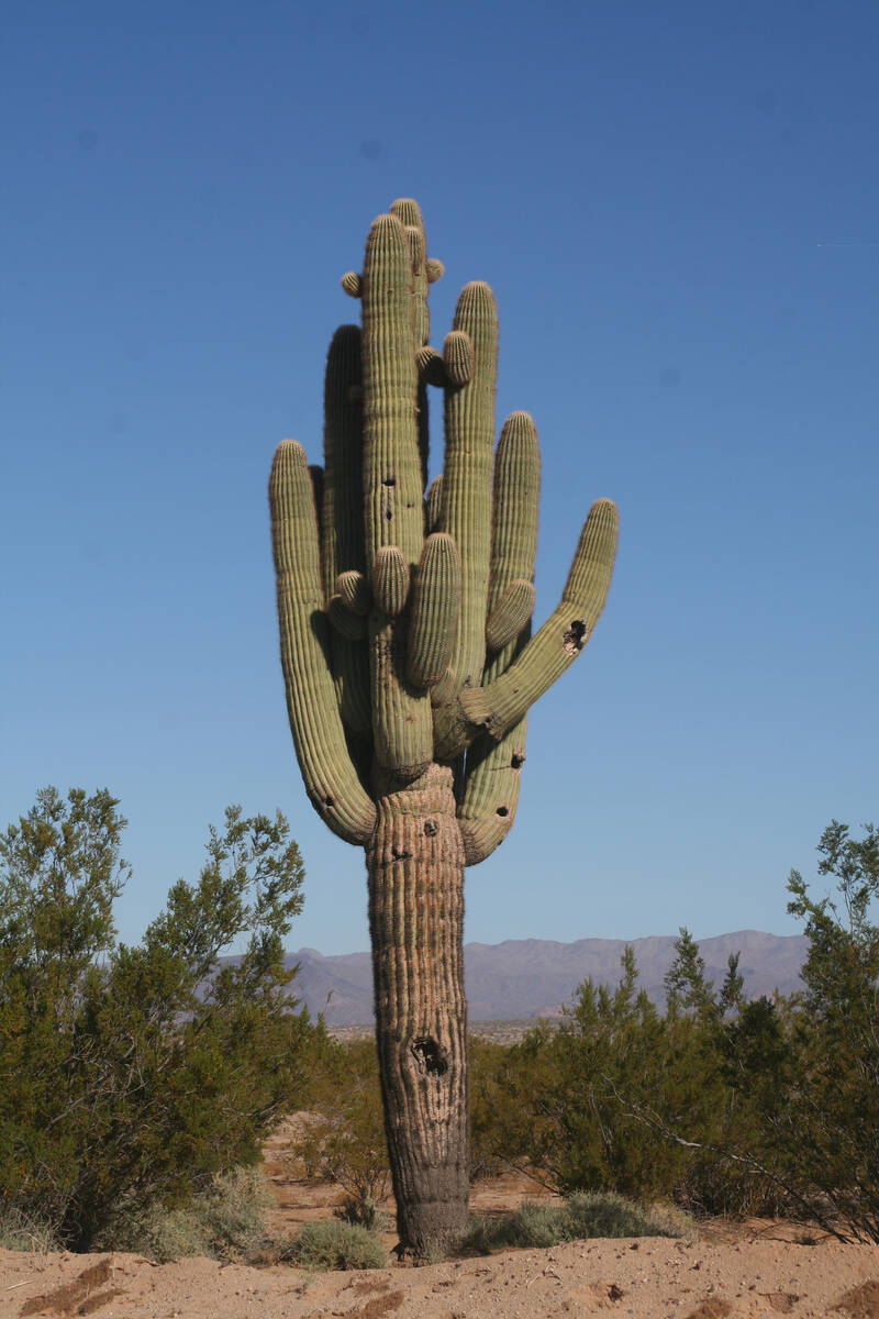 Some of the holes you see on saguaro cactus were made by Gila woodpeckers and gilded flickers t ...