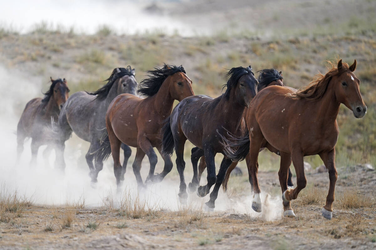 FILE - Free-ranging wild horses gallop from a watering trough on July 8, 2021, near U.S. Army D ...