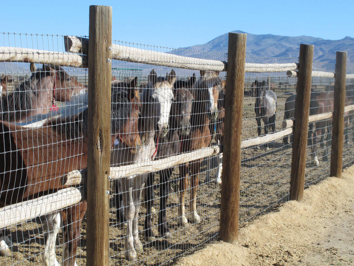 FILE - Horses stand behind a fence at the BLM Palomino Valley holding facility on June 5, 2013, ...