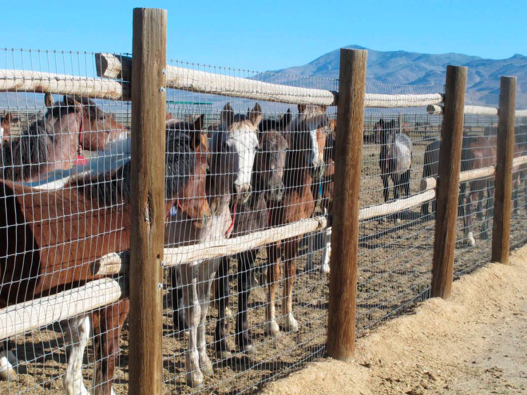 FILE - Horses stand behind a fence at the BLM Palomino Valley holding facility on June 5, 2013, ...