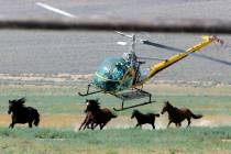 FILE - A livestock helicopter pilot rounds up wild horses from the Fox & Lake Herd Management A ...
