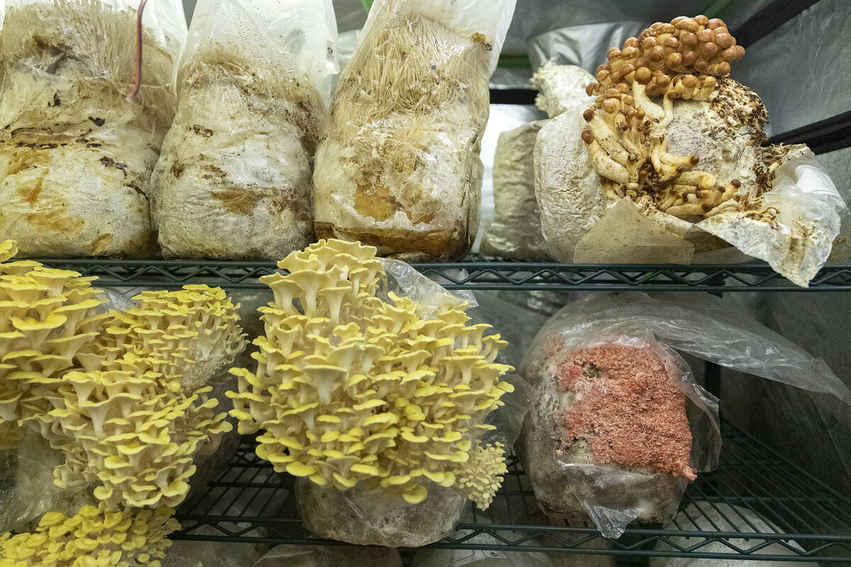 Mushrooms are grown and stored in a high-humidity chamber at Desert Moon Mushrooms’ indo ...