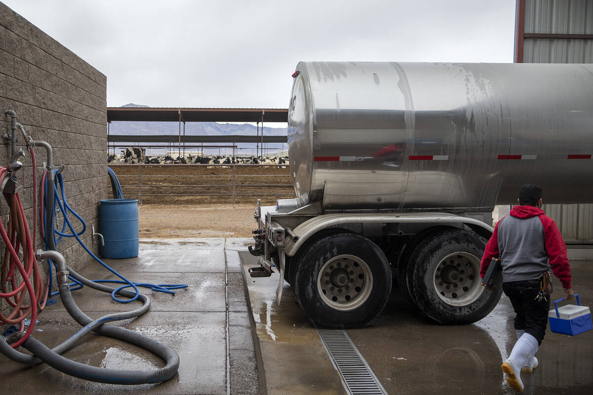 Milk trucks are ready to deliver milk at Ponderosa Dairies on Tuesday, Dec. 7, 2021, in Amargos ...