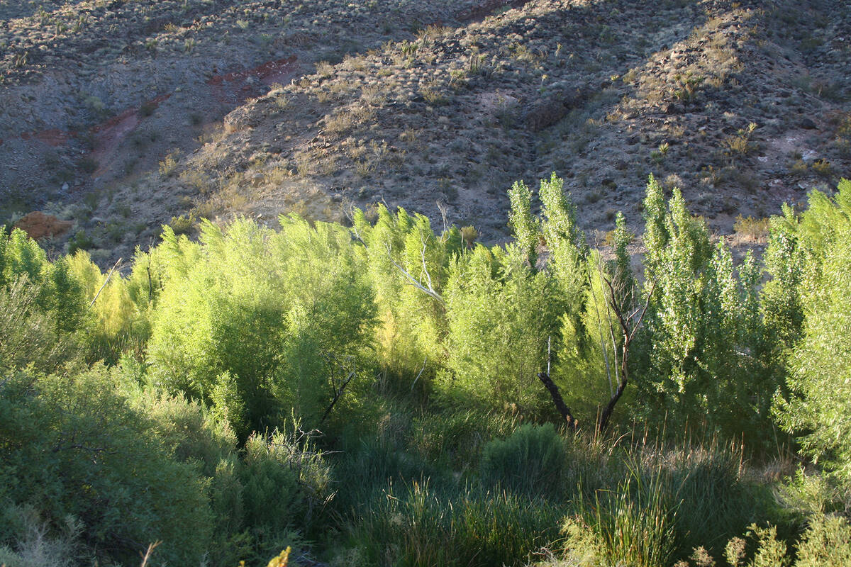 Piute Creek in California’s Mojave National Preserve is a perennial stream that supports the ...