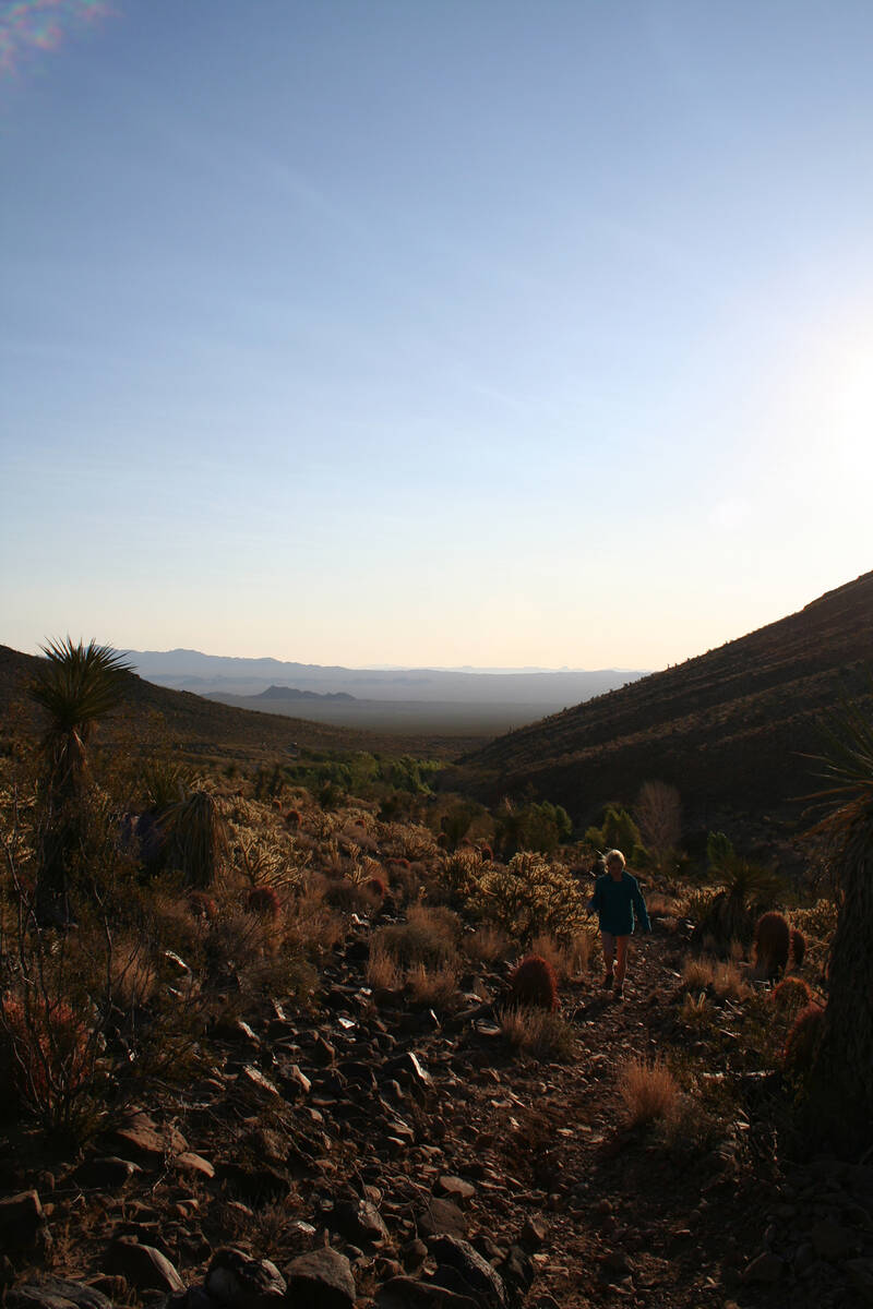 If you hike upstream from Piute Creek in the Mojave National Preserve a bit and turn around it ...