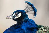 A peacock sits at Floyd Lamb Park on Monday, Jan. 3, 2022, in Las Vegas. Sunny and warm conditi ...