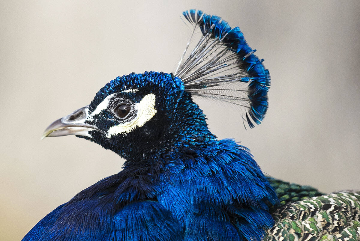 A peacock sits at Floyd Lamb Park on Monday, Jan. 3, 2022, in Las Vegas. A sunny sky and a Las ...
