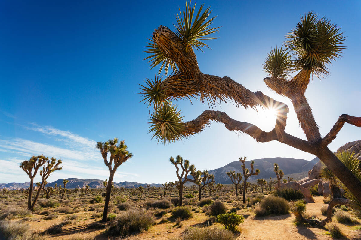 10 best fall hikes and outdoor excursions near Las Vegas Deborah Wall