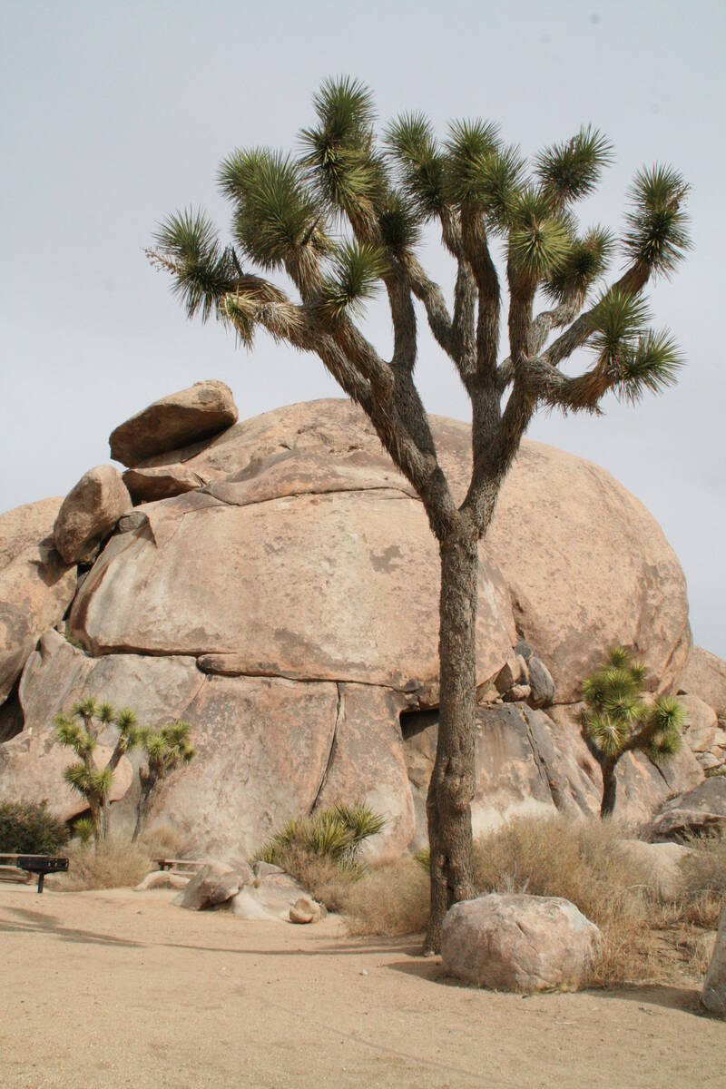 The Cap Rock area of Joshua Tree National Park is named after this balanced rock. (Deborah Wall)