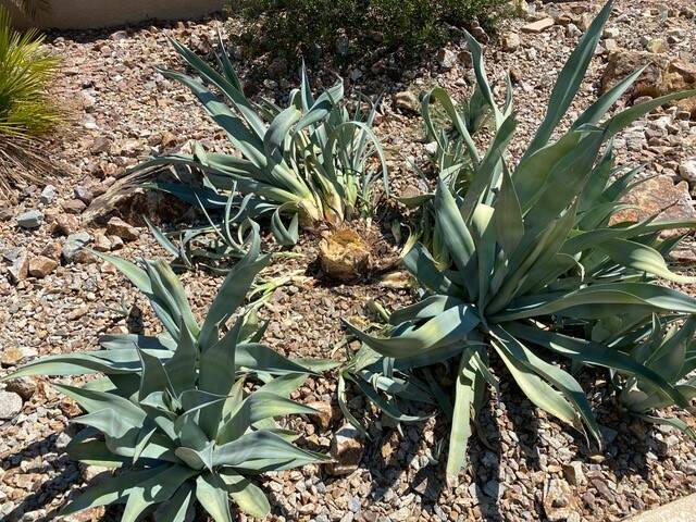 This agave plant is dying from a snout beetle infestation. (Bob Morris)