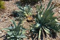 This agave plant is dying from a snout beetle infestation. (Bob Morris)