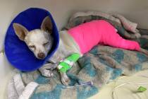 A dog that was taken to the Hearts Alive Village animal clinic that was improperly treated at h ...