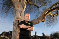 Preston Goodman, municipal forester for the City of Henderson, with a palo verde tree in the de ...