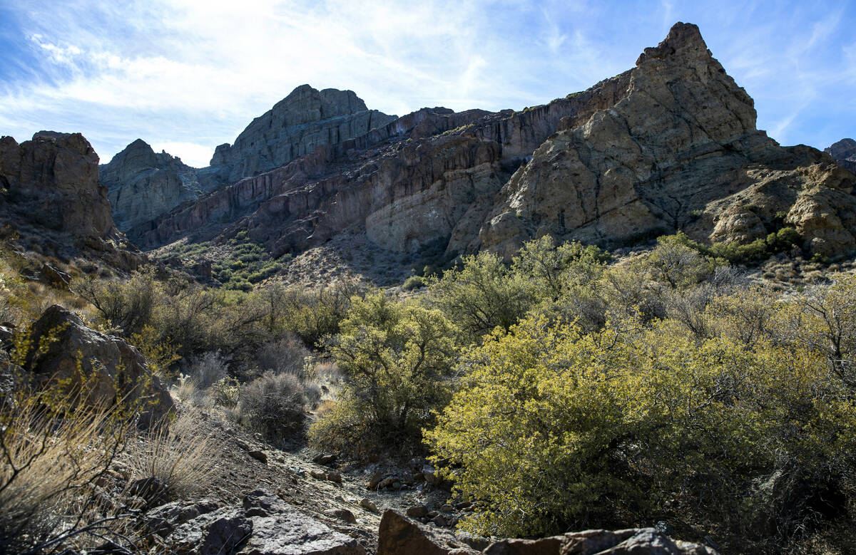 Pinion Juniper trees grow along a canyon the proposed Avi Kia Ame National Monument on Friday, ...