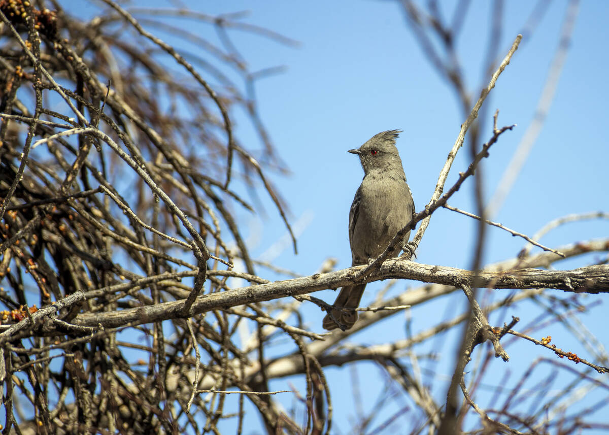 A Phainopepla rests on a tree branch within the proposed Avi Kia Ame National Monument on Frida ...