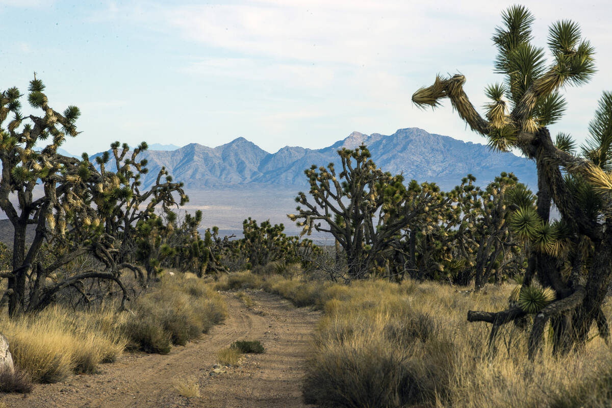 Joshua Trees cover the landscape within the Wee Thump Joshua Tree Wilderness Area of the propos ...