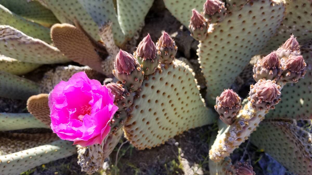 March and April are the best times to see fuchsia blooms of the beavertail cactus at Lake Mead ...