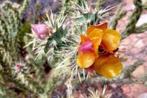 Plentiful buckhorn cholla are predictable bloomers in May at Red Rock Canyon National Conservat ...