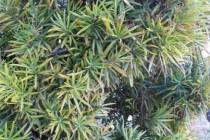 The leaves on this Podocarpus, also known as yew pine, are yellowing. (Bob Morris)