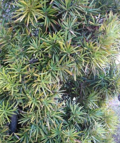 The leaves on this Podocarpus, also known as yew pine, are yellowing. (Bob Morris)