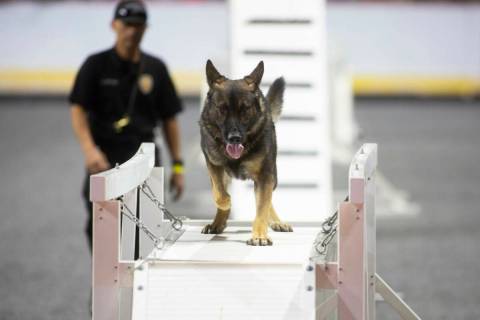 Jack Ortega of Ventura PD in California watches as the K-9 Miles walks over an obstacle during ...