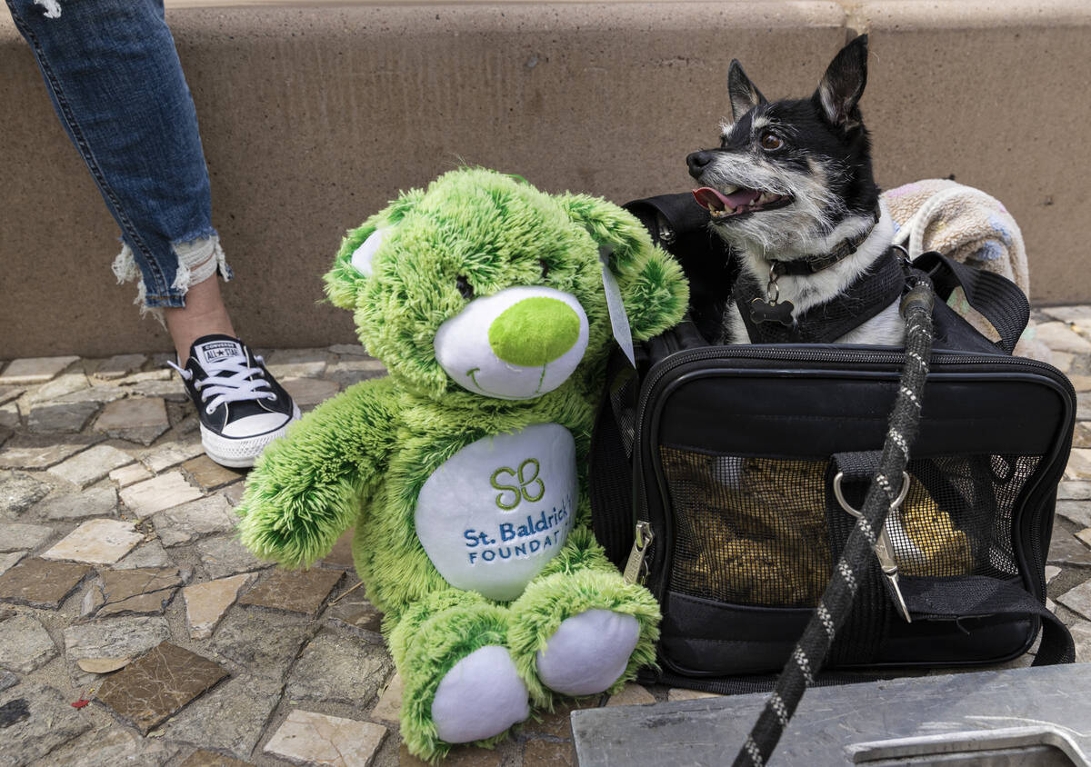A dog named “Dante” sits next to a St. Baldrick's teddy bear during the annual he ...