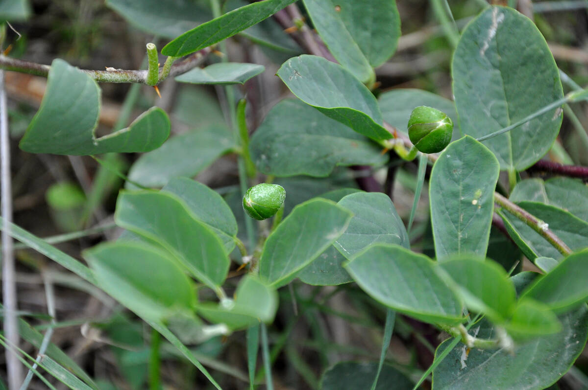 Capparis spinosa, the caper bush, also called Flinders rose, is a perennial plant that grows in ...