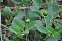 Capparis spinosa, the caper bush, also called Flinders rose, is a perennial plant that grows in ...