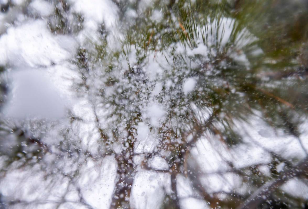 Falling snow drops off a tree branch as several inches have recently fallen at Lee Canyon on th ...