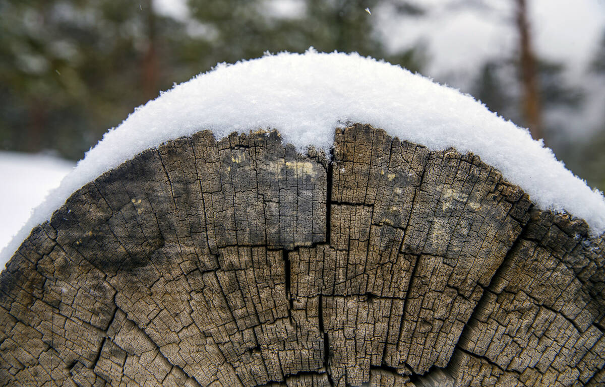 Recently fallen snow gathers on a log at Lee Canyon on the final week of the ski season on Tues ...