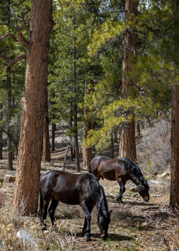 Wild horses forage for grasses along the road in Kyle Canyon on Tuesday, March 29, 2022, on Mou ...