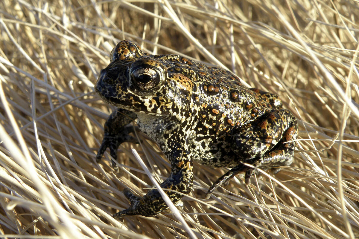 In this photo provided by the Nevada Department of Wildlife, a Dixie Valley toad sits atop gras ...