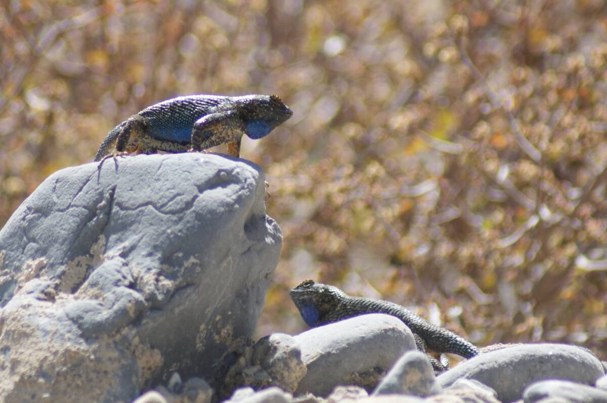 An epic battle between a pair of territorial male Great Basin fence lizards in Lower Kyle Canyo ...