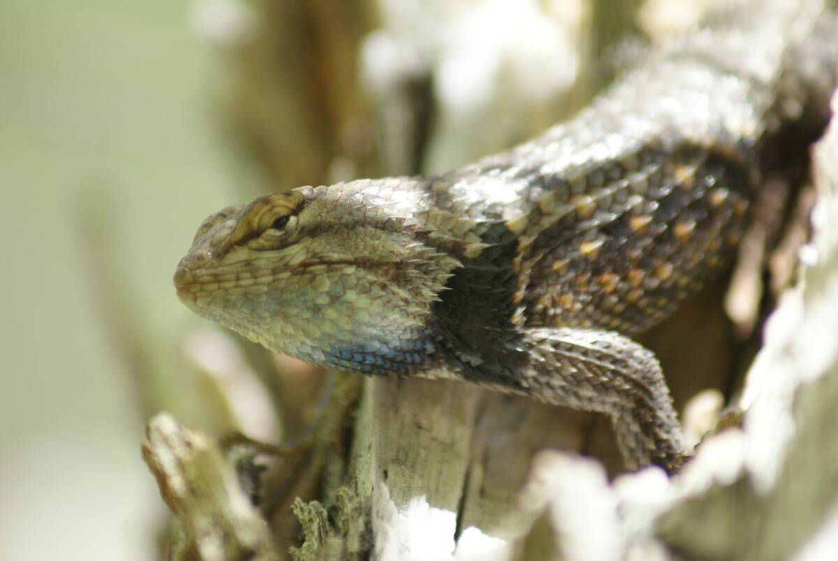 Yellow-backed spiny lizard at Corn Creek Field Station in the Desert National Wildlife Refuge. ...
