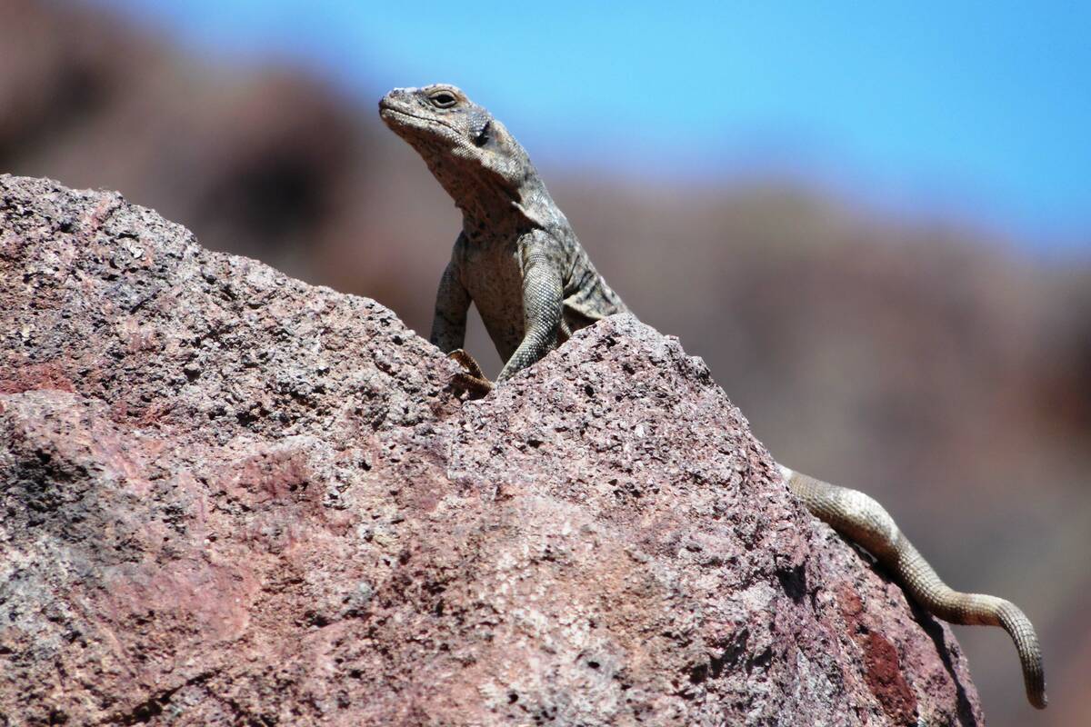 Chuckwalla on guard along the Lower Colorado River. (Natalie Burt)