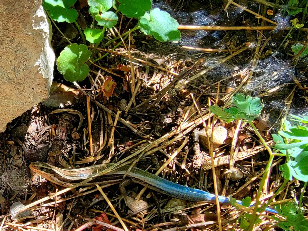 Western skink in Fletcher Canyon at Mount Charleston. (Natalie Burt)
