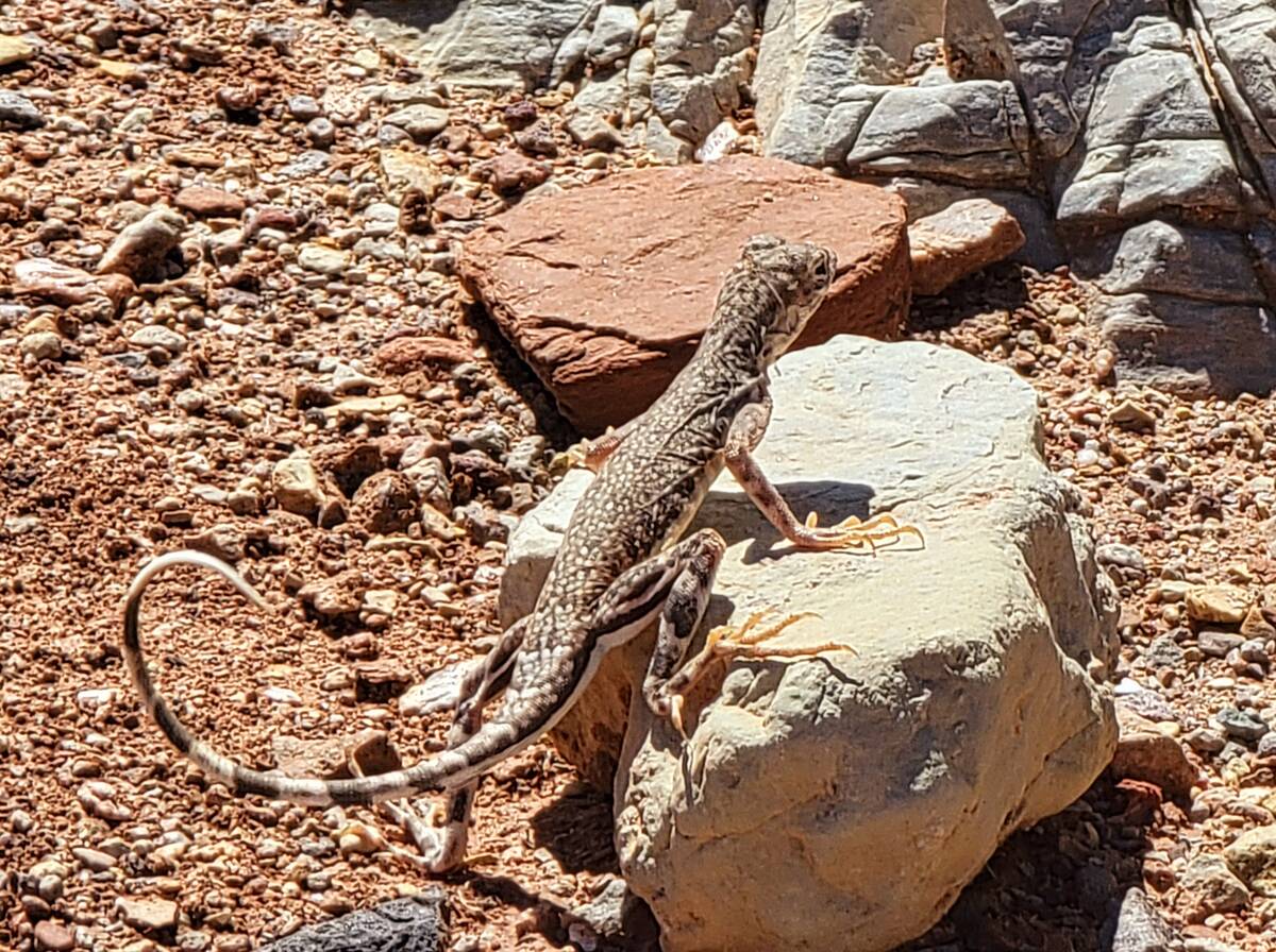 Western zebra-tailed lizard at Lake Mead National Recreation Area. (Natalie Burt)