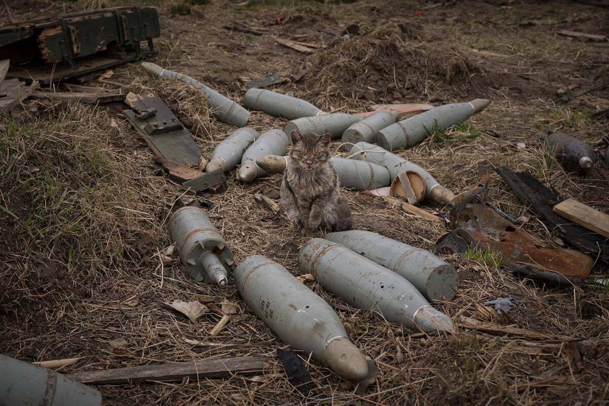 A cat sits between large caliber rounds of ammunition abandoned by retreating Russian forces or ...