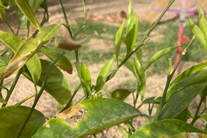 Algerian mandarin oranges are noted for their winter cold hardiness. (Bob Morris)