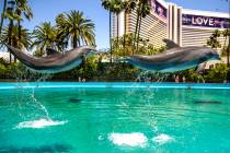 Dolphins leap through the air at the Siegfried & Roy's Secret Garden and Dolphin Habitat at ...