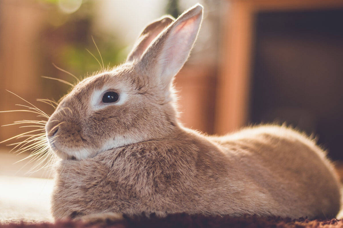 Biaya mengadopsi kelinci untuk Paskah