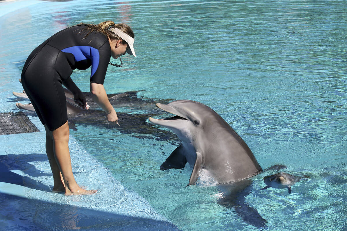 Trainer Amanda Meyer feeds mother Bella as Bella's baby swims nearby at Siegfried & Roy's S ...