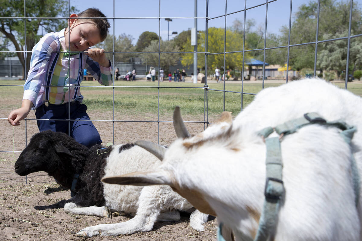 Eze Yancey, 5, pets a sheep during the Egg-Apalooza event at the Paradise Recreational Center o ...