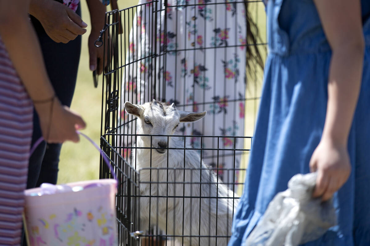 A petting zoo features goats during the Egg-Apalooza Easter egg hunt at the Paradise Recreation ...