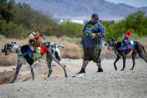 Joe Angeloni walks with his two dogs Stinky, left, and Babygirl, right, as they enjoy the nice ...