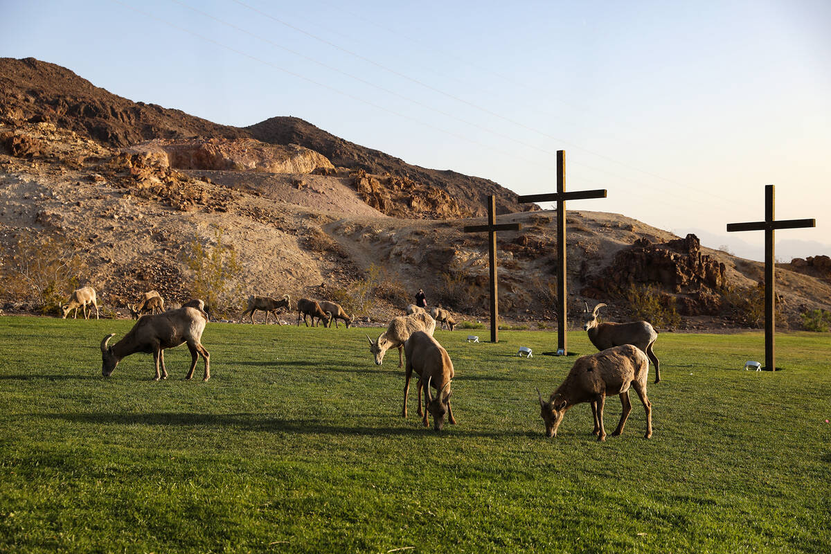 Bighorn sheep on the grass at the 33rd annual Easter Sunrise Celebration at Hemenway Park in Bo ...