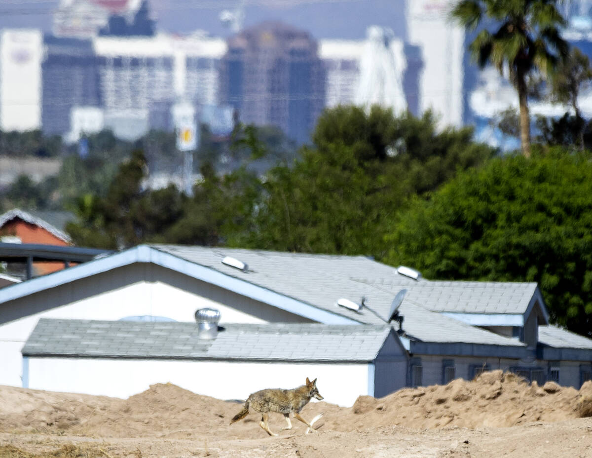 A coyote is seen on Monday, May 9, 2022 at the former Royal Links golf course where Touchstone ...