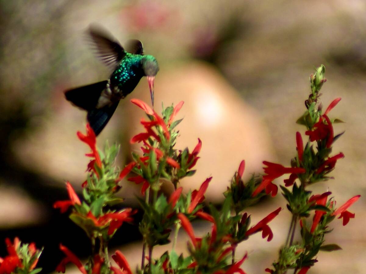 A male broad-billed hummingbird feeds in the hummingbird garden of Kartchner Caverns State Park.