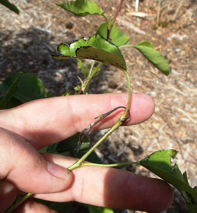 This new growth of Bartlett pear shows fireblight disease. (Bob Morris)